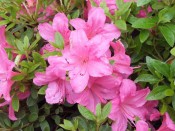 Rhododendron 'Wombat'