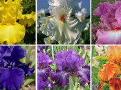 Bearded Iris Mixed Five plant Collection. 
