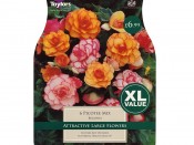 Begonia Picotee Mix (6 dry tubers)