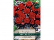 Begonia Switzerland (3 dry tubers)