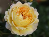 Rosa floribunda 'Belle de Jour' (Deljauper) 