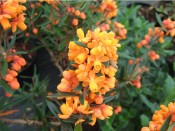 Berberis linearifolia Orange King'