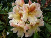Rhododendron Bernstein
