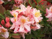 Rhododendron 'Berryrose' (10 Litre)