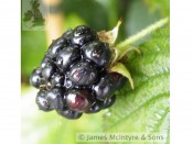 Blackberry 'Merton Thornless'