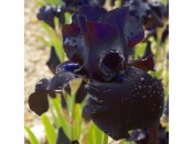 Bearded Iris 'Black Suited'