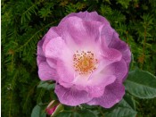 Rosa floribunda Blue for You 'Pejamblue'