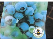 Blueberry 'Ozark Blue'