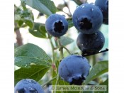 Blueberry 'Bluejay'