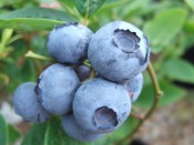 Blueberry 'Bluegold'