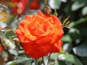 Rosa floribunda 'Burning Desire' (Frysizzle)