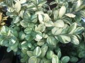 Buxus sempervirens 'Latifolia Aurea Maculata'
