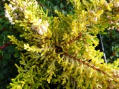 Calluna vulgaris 'Beoley Gold' (1 Litre pot)