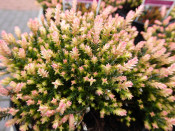 Calluna vulgaris 'Hammondii Rubrifolia' (9cm pot)