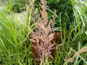 Calamagrostis x acutiflora 'Eldorado'