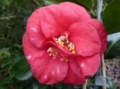 Camellia japonica 'Apollo'