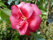 Camellia japonica 'Black Magic' (10 Litre)