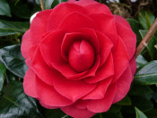 Camellia japonica 'Coquetti' (7.5 LITRES)