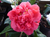 Camellia japonica 'Daphne Du Maurier'