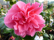 Camellia hybrid 'Innovation' 7.5 LITRES