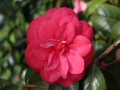 Camellia japonica 'C.M.Hovey'