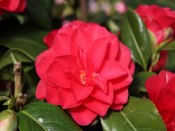 Camellia japonica 'Forest Green'
