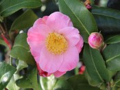 Camellia japonica 'Furo-an'