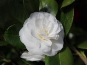 Camellia japonica 'Jovey Carlyon'