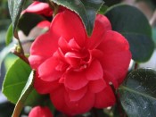Camellia japonica 'Nagasaki'