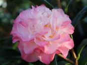 Camellia japonica 'Nuccio's Jewel' (5 LITRES)