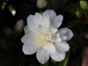 Camellia japonica 'Silver Anniversary' 5 Litre