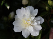 Camellia japonica 'Silver Anniversary' 7.5 Litre