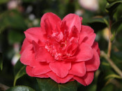 Camellia japonica 'Vittorio Emanuele II' (7.5 LITRES)