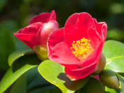 Camellia japonica 'Jupiter' (5 LITRES)