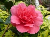 Camellia japonica 'Kramer’s Supreme'
