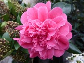 Camellia hybrid 'Tristrem Carlyon'