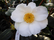 Camellia japonica 'White Swan'