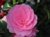 Camellia x williamsii 'E.G.Waterhouse'