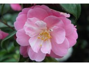 Camellia x williamsii 'Marjorie Waldegrave'