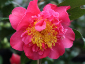 Camellia x williamsii 'Senorita'