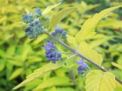 Caryopteris x clandonensis 'Gold Giant'