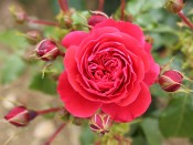 Rosa floribunda 'Cherry Girl' (Korkosieb)