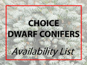                  Availability List of our Choice Dwarf Conifers