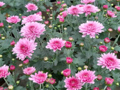 Chrysanthemum Pink Shades