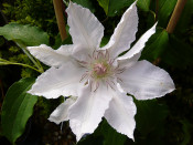 Clematis 'Hyde Hall' (Evipo009)