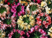 Lewisia Ashwood Carousel Hybrids Mixed Collection of 6 Plants