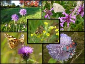 A Collection of 12 Wildflowers Spring to Autumn Collection (6 Species)