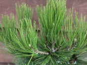 Pinus heldreichii 'Compact Gem' AGM