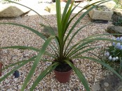 Cordyline australis 'Green' (1 litre pot)