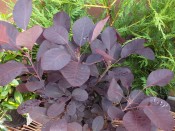 Cotinus cogyggria 'Royal Purple'
